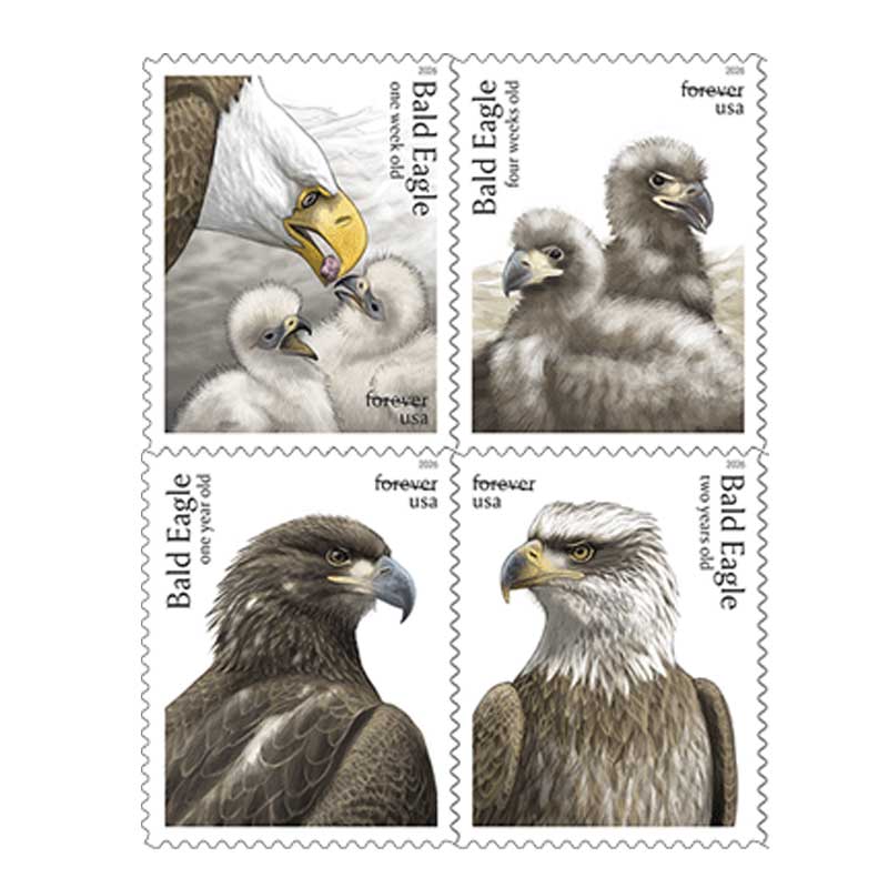 Bald Eagle: Hatchling to Adult