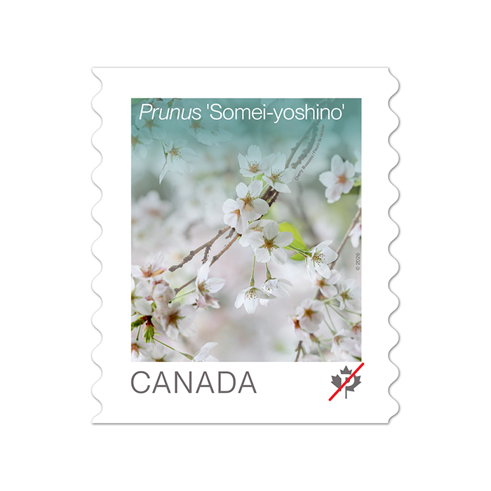 Cherry Blossoms (2026): coil of 50 Permanent™ stamps