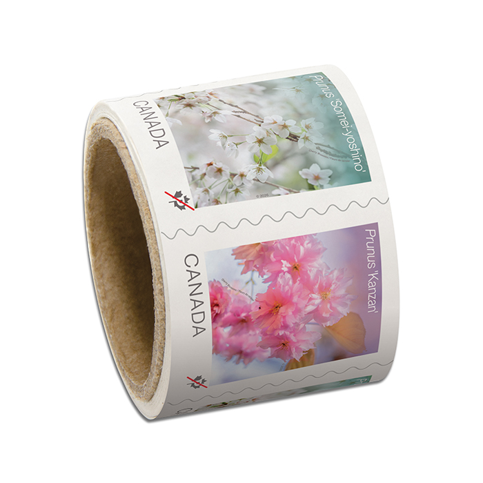 Cherry Blossoms (2026): coil of 50 Permanent™ stamps