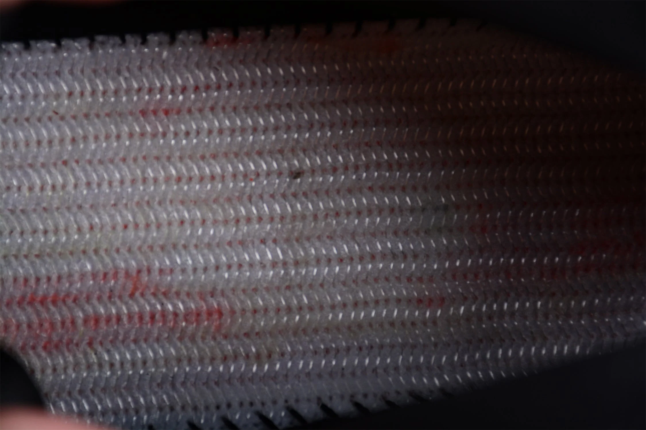 Balmain Unicorn Low-Top 'Black'