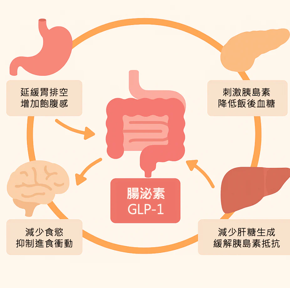 猛健樂價錢、猛健樂哪裡買